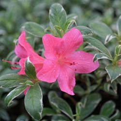 Azalea 'Salmon's Leap'